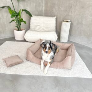 pies w kanapie torino z góry