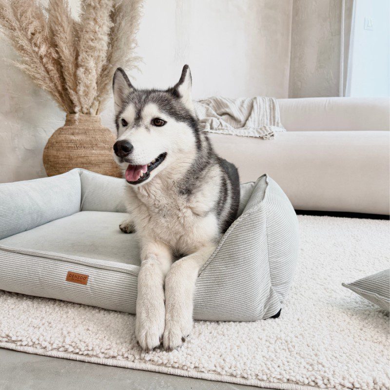 husky w kanapie dla psa torino