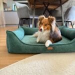 frontem zielone torino z psem