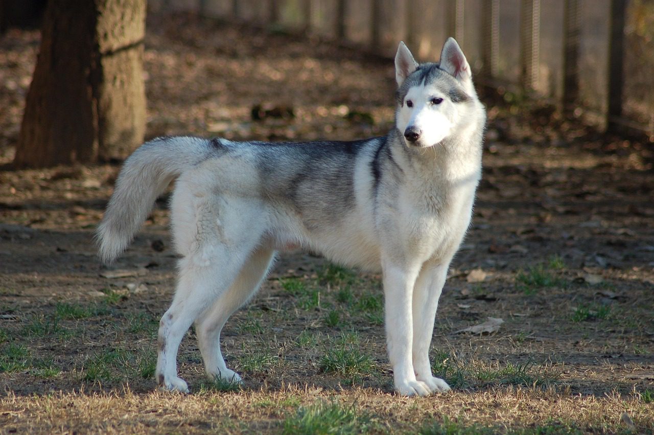 stojący husky
