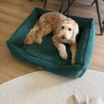 pies w zielonej kanapie dla psa torino