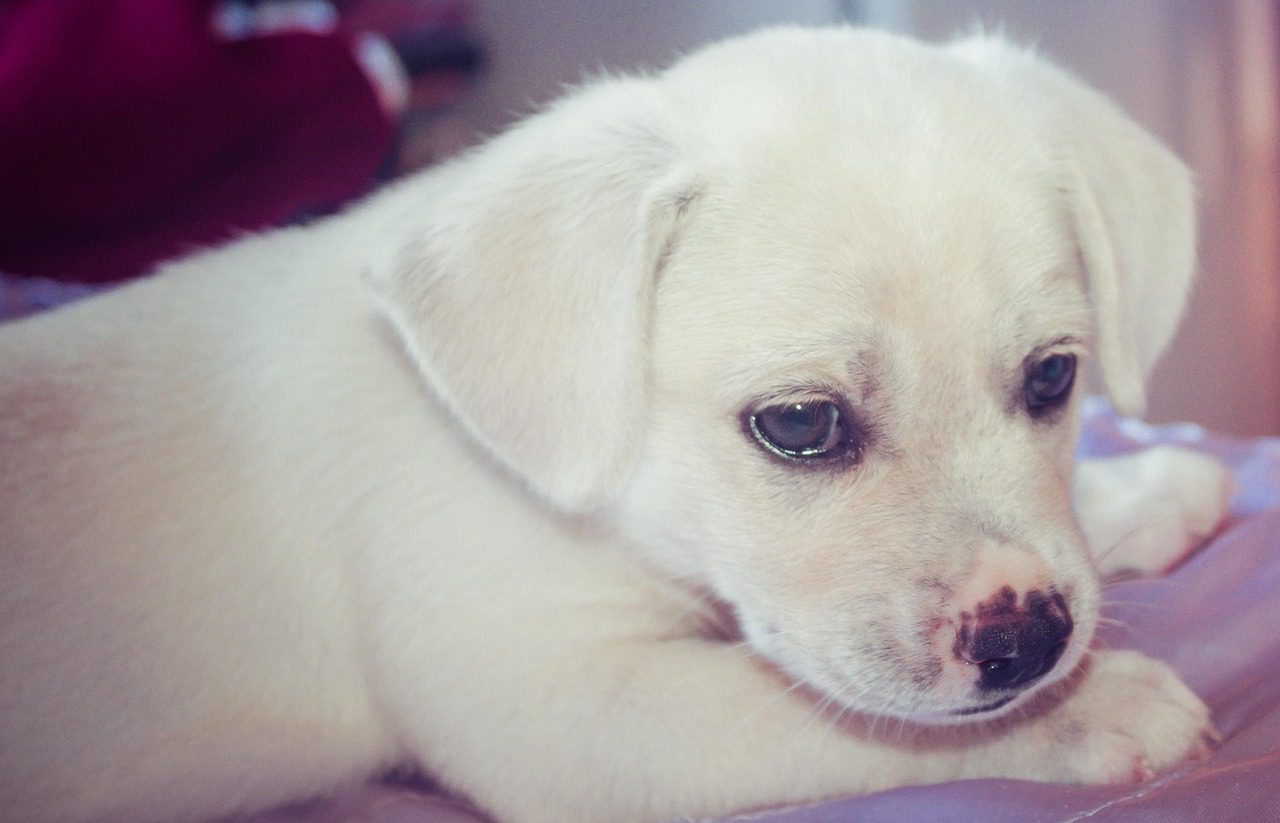 leżący biały szczeniak