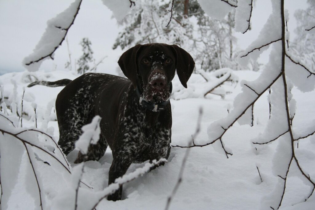 czarny pies w sniegu zimą