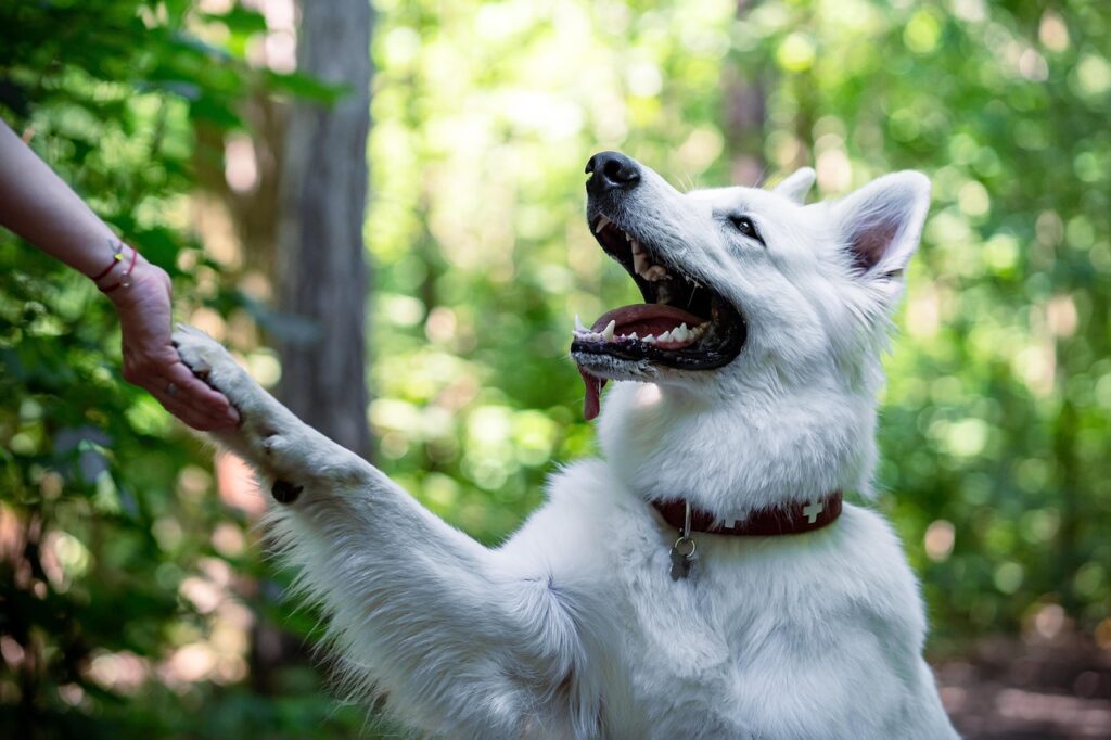 biały pies który drapie