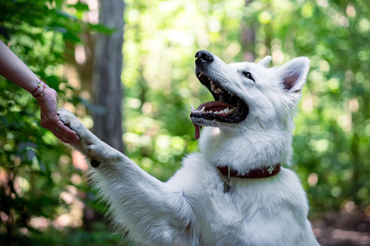 biały pies który drapie