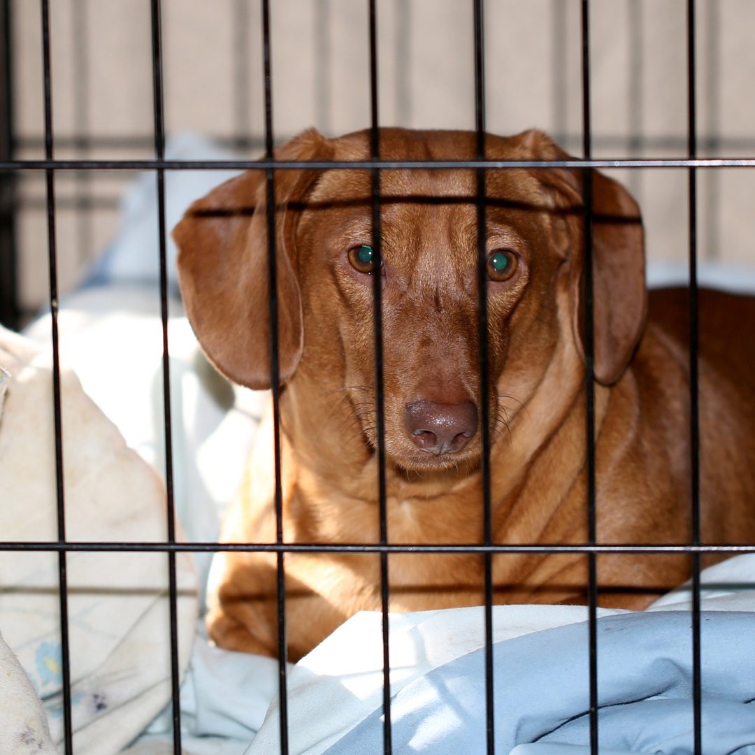 pies w klatce kennelowej