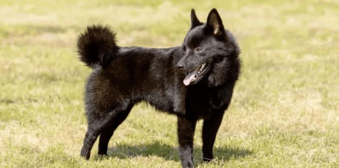 czarny schipperke