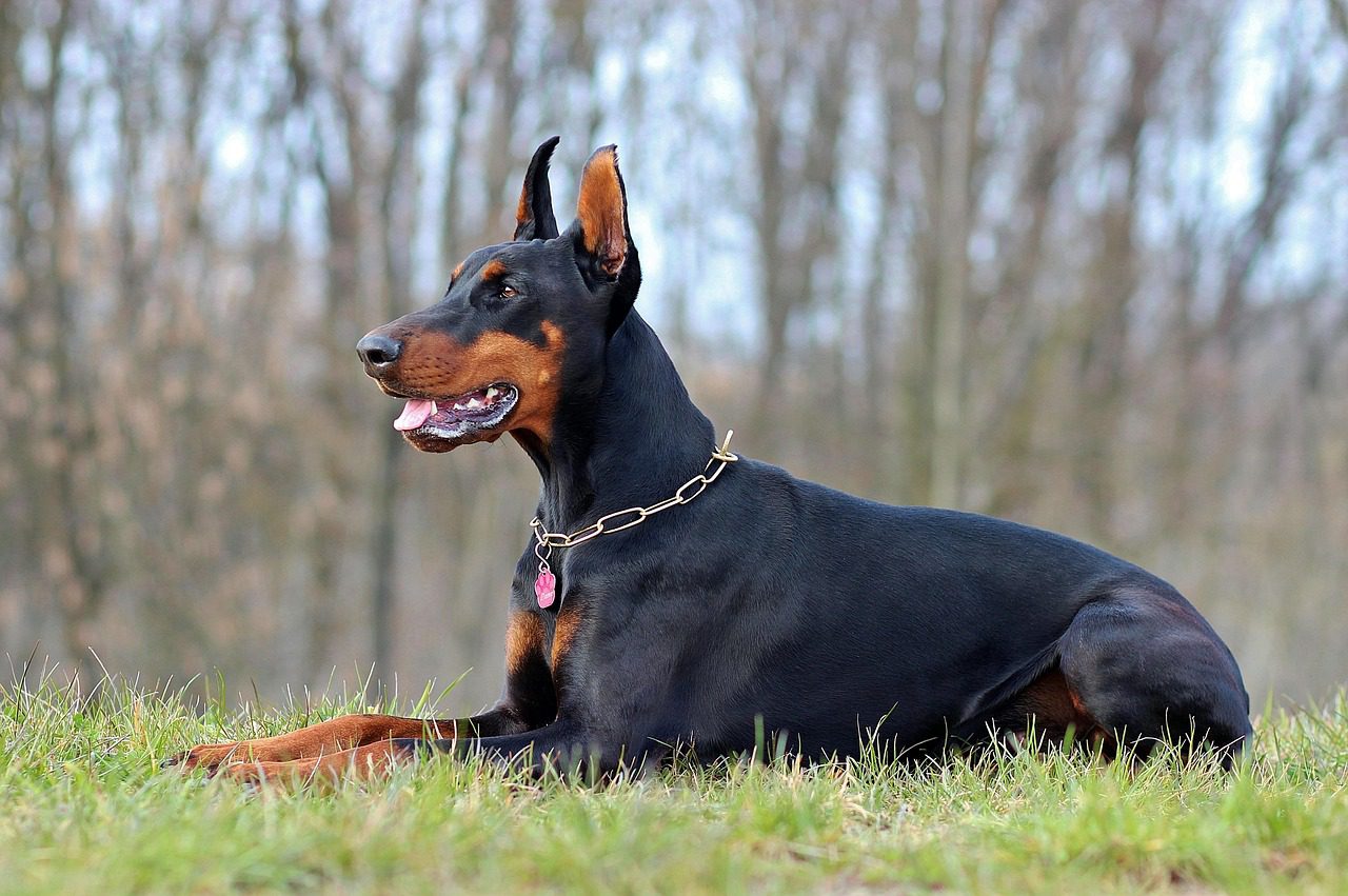 czarny doberman
