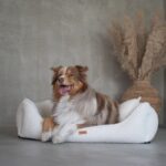 akita w beżowym legowisku belluno