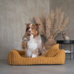 siedząca akita w musztardowym legowisku palermo