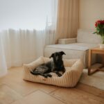 w legowisku palermo leżący czarny pies