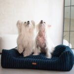 dwa białe psy w granatowym legowisku palermo