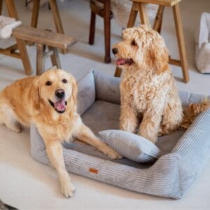 dwa psy w jasnoszarej kanapie rimini