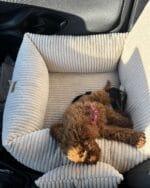 beżowy fotelik dla psa do samochodu