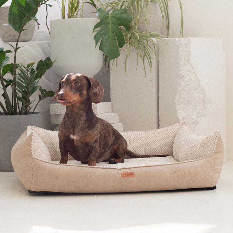 siedzący jamnik w beżowej kanapie dla psa ancona