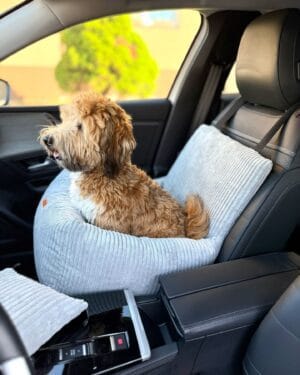 bokiem siedzący pies w foteliku samochodowym milano