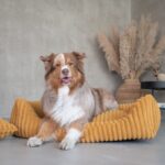 akita leżąca w musztardowym legowisku palermo