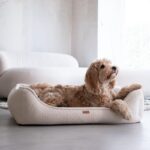 maltipoo w beżowym legowisku belluno