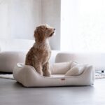 pies w beżowym legowisku belluno