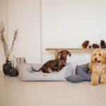 psy w legowiskach belluno