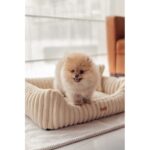 shih tzu siedzące w legowisku beżowym palermo