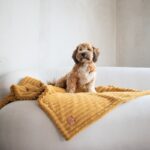 z psem żółty kocyk palermo