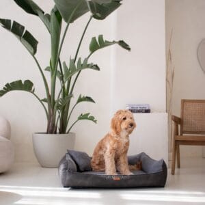 siedzący pies w ciemnoszarym legowisku dla psa ancona