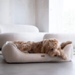 śpiący maltipoo w legowisku