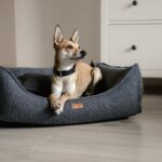 sznaucer w legowisku belluno