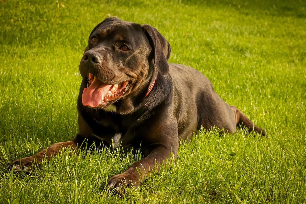czarny cane corso który leży na trawie