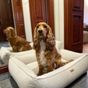 duzy pies w legowisku ortopedycznym verona