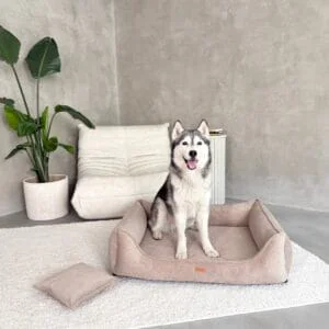 husky w kanapie torino