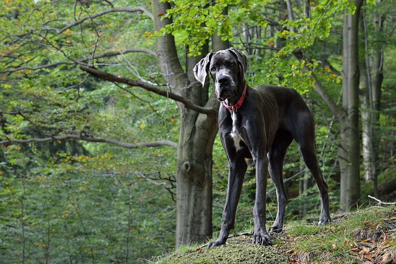 dog niemiecki