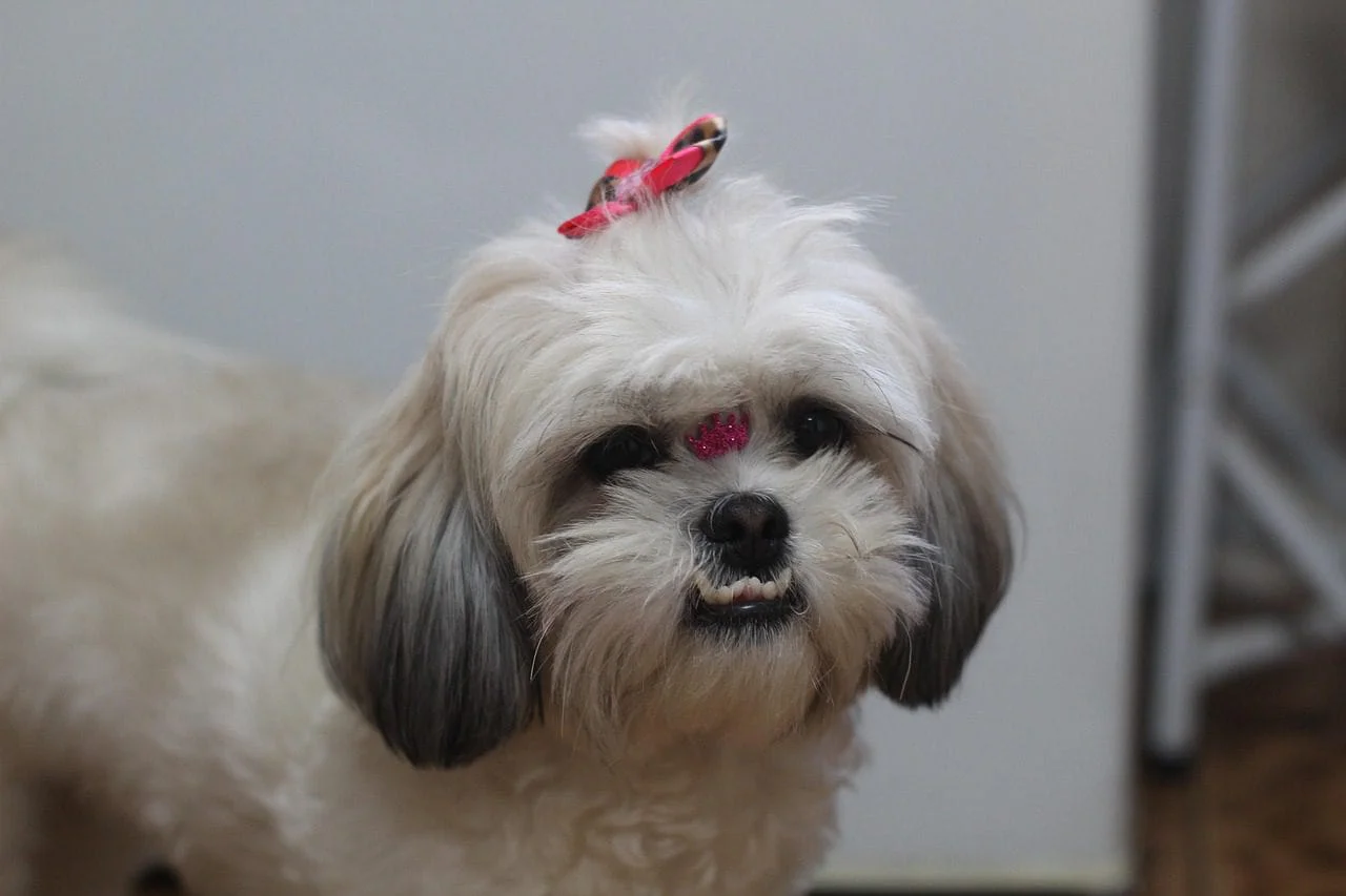 shih tzu