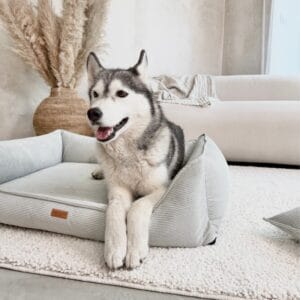 husky w kanapie dla psa torino