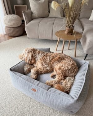 lezacy pies w szarym legowisku verona