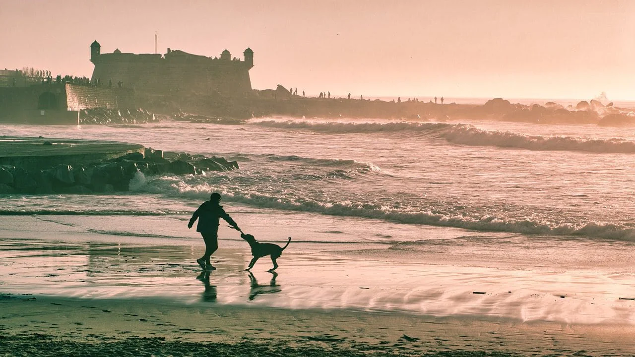 pies na plaży z człowiekiem