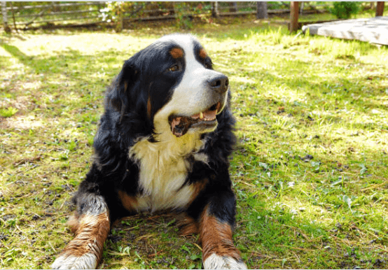 berneński pies pasterski