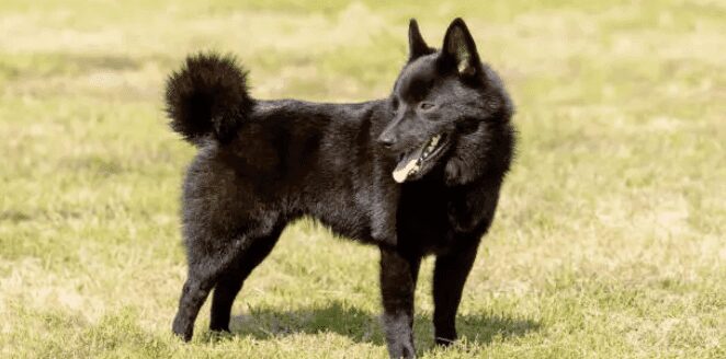 czarny schipperke