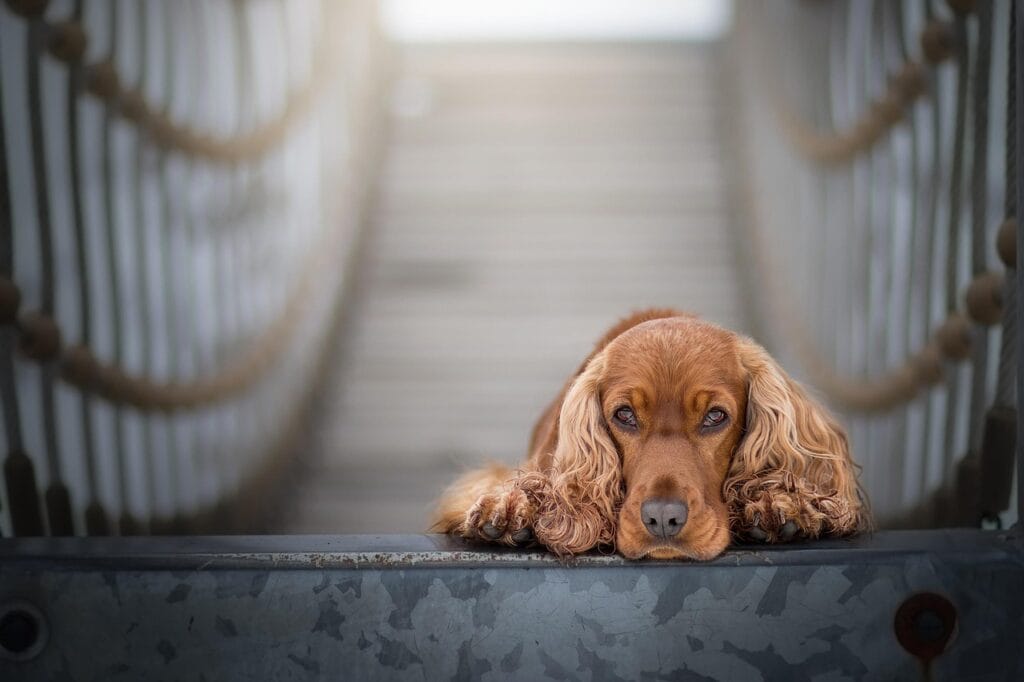 leżący cocker spaniel