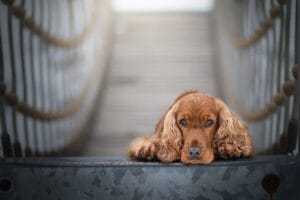 leżący cocker spaniel