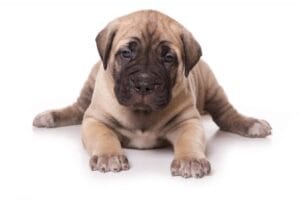 dog kanaryjski