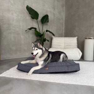 leżący pies na poduszce roma