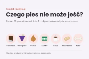 czego pies nie może jeść
