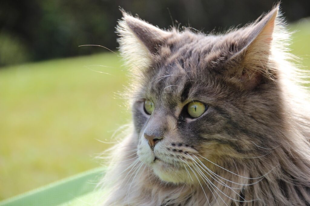 maine coon zbliżenie na pysk
